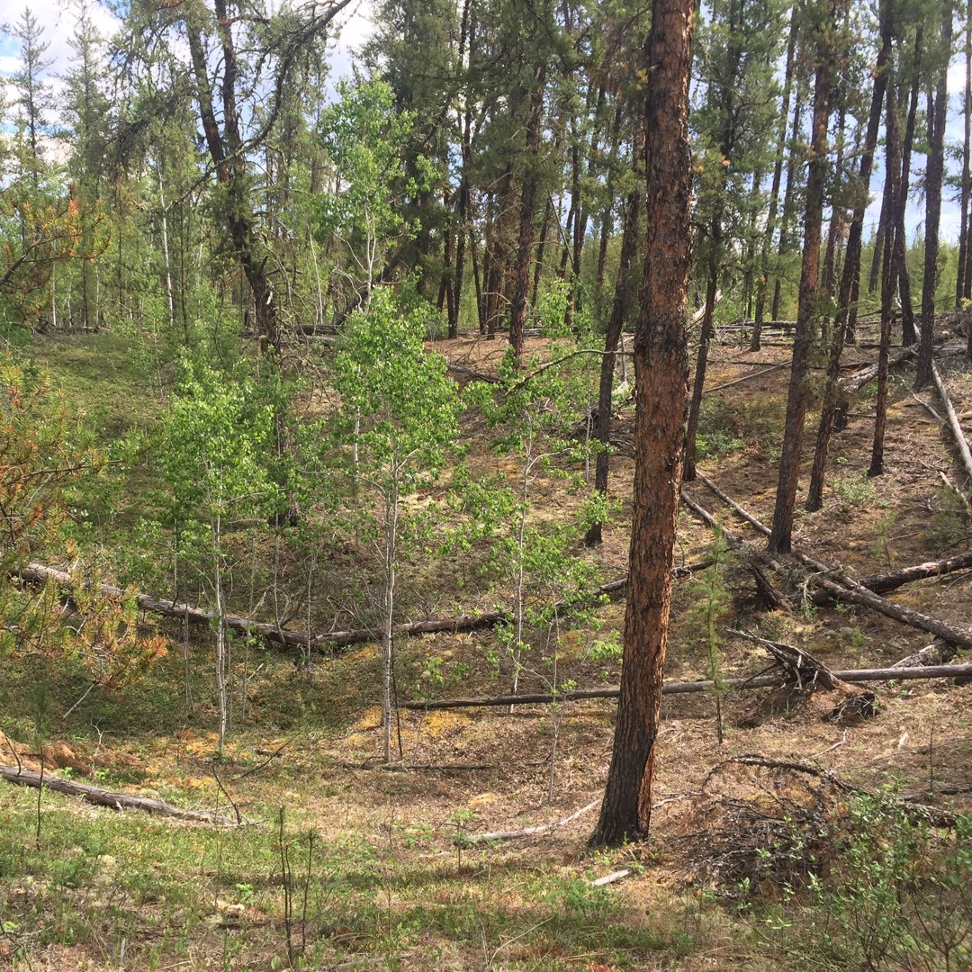 Where the Bull Dozes